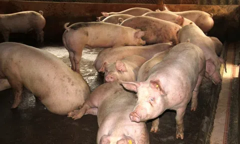 Giá heo hơi hôm nay 28/11/2025: Miền Trung – Tây Nguyên tiếp đà tăng giá