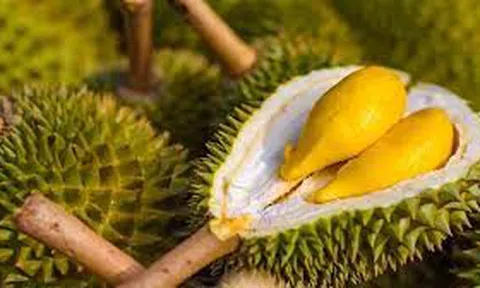 Giá sầu riêng hôm nay 28/11/2025: Thị trường không có nhiều biến động