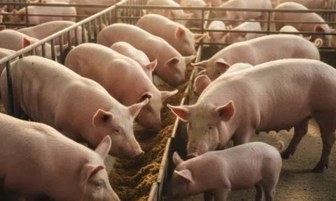 Giá heo hơi hôm nay 29/11/2025: Miền Bắc và miền Nam lập đỉnh mới, miền Trung theo sau