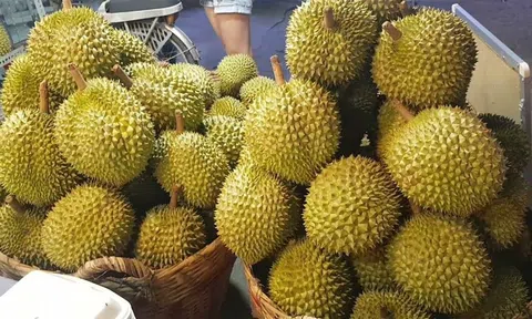 Giá sầu riêng hôm nay 29/11/2025: Sầu Thái tăng nhẹ