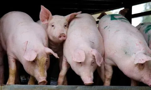 Giá heo hơi hôm nay 1/12/2025: Tiếp đà tăng, thị trường ghi nhận mức 56.000 đồng/kg