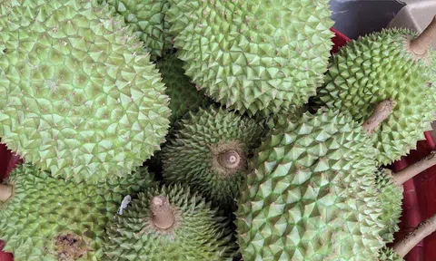 Giá sầu riêng hôm nay 2/12/2025: Thị trường tăng vọt