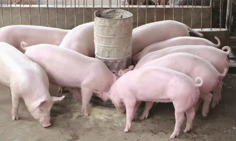 Giá heo hơi hôm nay 3/12/2025: Có khu vực tăng tới 4.000 đồng/kg, thị trường tiến sát mốc 60.000 đồng/kg