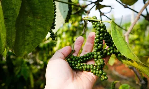 Giá tiêu hôm nay 3/12/2025: Giảm ngày thứ hai liên tiếp, thị trường thế giới phân hóa