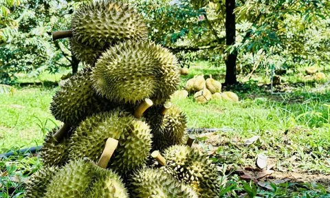 Giá sầu riêng hôm nay 4/12/2025: Thị trường tăng