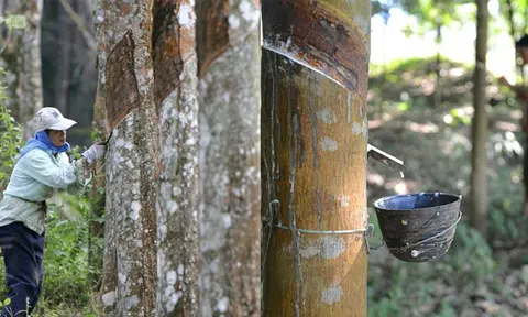 Giá cao su hôm nay 6/12/2025: Giá cao su thế giới giảm do dư cung trên thị trường giao ngay