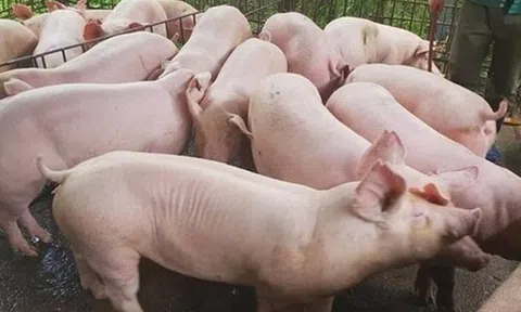 Giá heo hơi hôm nay 6/12/2025: Tăng “nóng” trên cả ba miền, nhiều nơi tiến sát mốc 61.000 đồng/kg