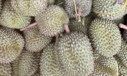 Giá sầu riêng hôm nay 6/12/2025: Sầu Thái và Ri6 đồng loạt tăng