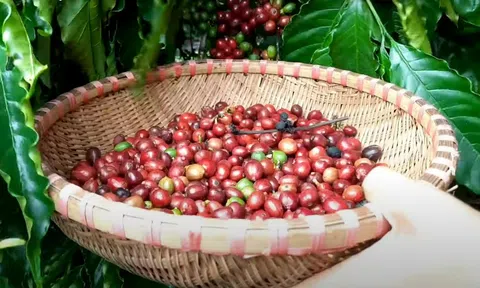 Giá cà phê hôm nay 9/12/2025: Thu hoạch của Việt Nam bắt đầu tăng tốc