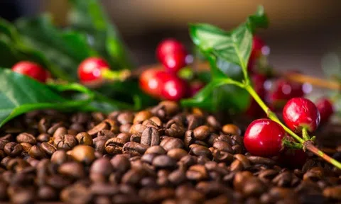 Giá cà phê hôm nay 11/12/2025: Tăng nhẹ từ 200 tới 300 đồng/kg