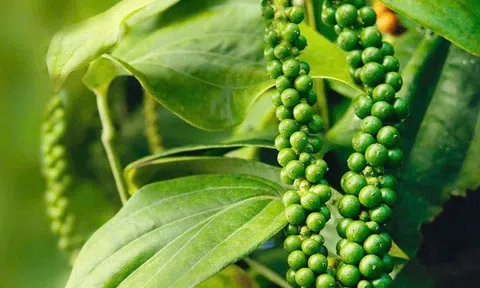 Giá tiêu hôm nay 11/12/2025: Trong nước đồng loại tăng 500 đồng/kg, thế giới giảm nhẹ