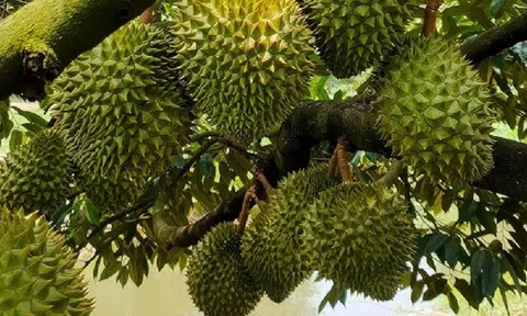 Giá sầu riêng hôm nay 12/12/2025: Thị trường giảm