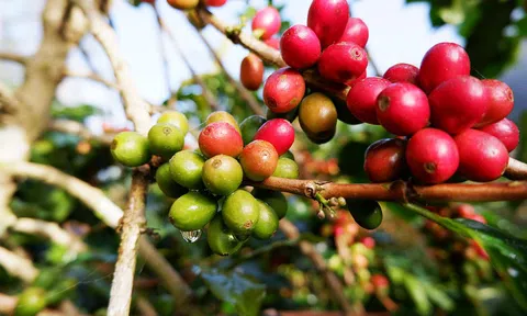 Giá cà phê hôm nay 16/12/2025: Tiếp tục lao dốc, robusta rơi về đáy 4 tháng