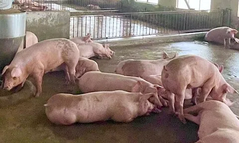 Giá heo hơi hôm nay 17/12/2025: Thị trường phía Bắc xuất hiện mức 66.000 đồng/kg