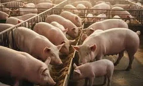 Giá heo hơi hôm nay 21/12/2025: 3 miền dao động trong ngưỡng 60.000 đến 69.000 đồng/kg
