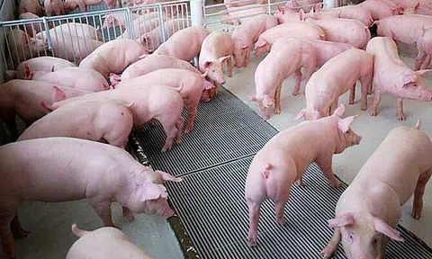 Giá heo hơi hôm nay 22/12/2025: Neo cao ở miền Bắc, miền Nam vẫn thấp nhất cả nước