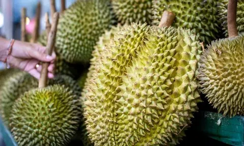 Giá sầu riêng hôm nay 22/12/2025: Sầu Thái bật tăng lên mức 105.000 đồng/kg