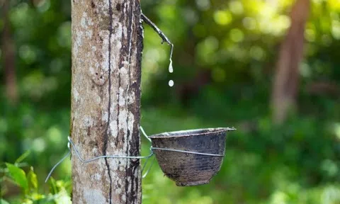 Giá cao su hôm nay 24/12/2025: Thị trường khởi sắc