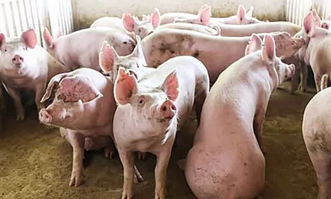 Giá heo hơi hôm nay 24/12/2025: Mức 71.000 đồng/kg xuất hiện