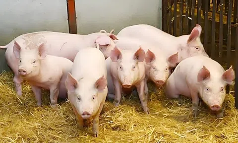 Giá heo hơi hôm nay 25/12/2025: Tiếp đà tăng tại miền Trung và miền Nam