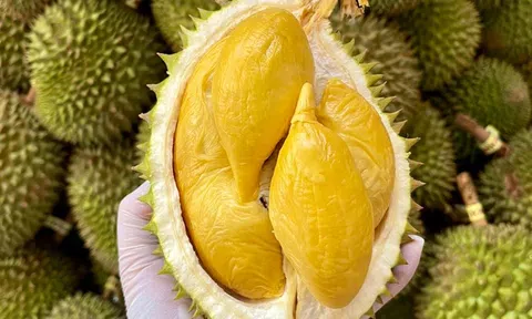 Giá sầu riêng hôm nay 27/12/2025: Sầu riêng Thái đồng loạt chạm mốc 92.000 đồng/kg