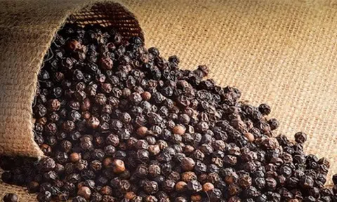 Giá tiêu hôm nay 27/12/2025: Neo ở mức cao