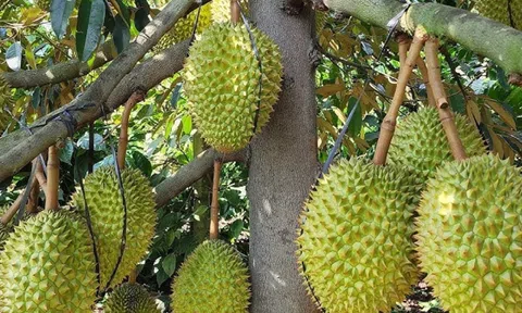 Giá sầu riêng hôm nay 29/12/2025: Ri6 bật tăng trở lại