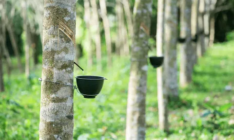 Giá cao su hôm nay 29/12/2025: Đồng loạt đi lên