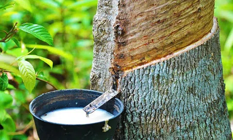 Giá cao su hôm nay 30/12/2025: Nhật Bản lên mức cao nhất gần một tháng