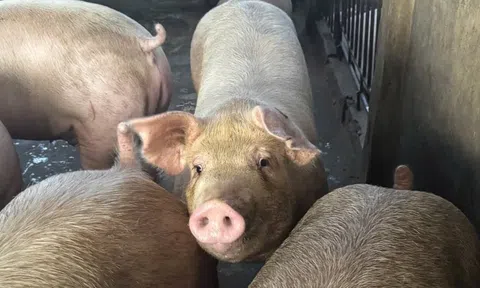 Giá heo hơi hôm nay 30/12/2025: Điều chỉnh trái chiều, mức 70.000 đồng/kg biến mất