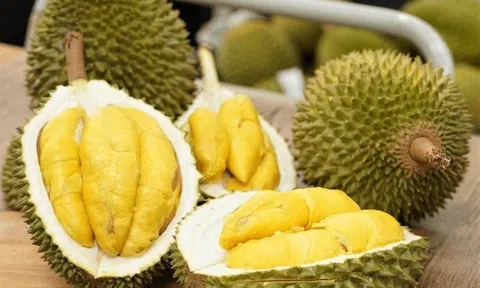 Giá sầu riêng hôm nay 31/12/2025: Sầu riêng Thái quay lại mốc 100.000 đồng/kg