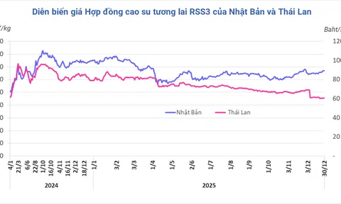 Giá cao su hôm nay 31/12/2025: Lạc quan hơn nhờ nhu cầu hạ nguồn mạnh mẽ