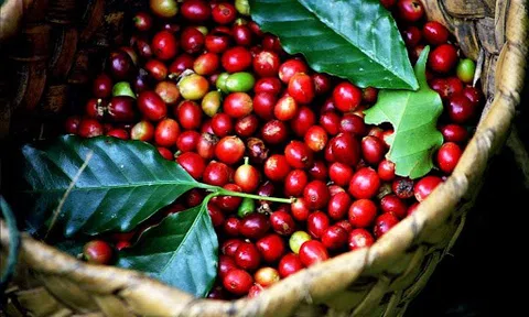 Giá cà phê hôm nay 1/1/2026: Tiếp đà tăng giá