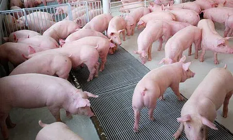 Giá heo hơi hôm nay 1/1/2026: Duy trì mức cao trên cả nước
