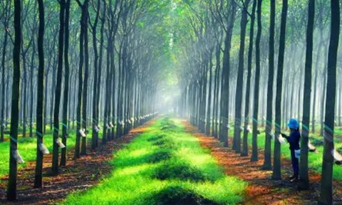 Giá cao su hôm nay 3/1/2025: Tăng trên sàn SGX