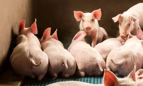 Giá heo hơi hôm nay 3/1/2025: Thị trường kéo dài xu hướng đi ngang