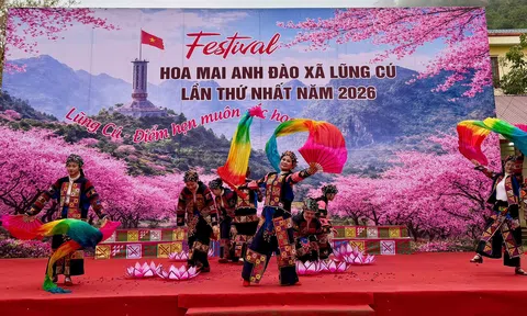 Lũng Cú khai mở Festival Hoa mai anh đào 2026: Động lực mới cho kinh tế du lịch xanh nơi cực Bắc