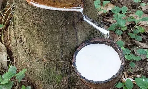 Giá cao su hôm nay 5/1/2026: Dự báo trầm lắng trong tuần mới do lo ngại thời tiết cực đoan