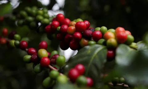 Giá cà phê hôm nay 5/1/2026: Tiến sát 100.000 đồng/kg, tăng tuần thứ hai liên tiếp
