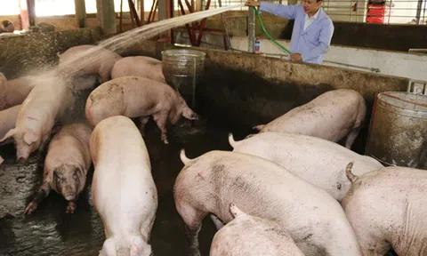 Giá heo hơi hôm nay 8/1/2026: Đồng loạt tăng trên cả nước