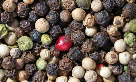 Giá tiêu hôm nay 14/1/2026: Đồng loạt giảm 500 – 1.000 đồng/kg