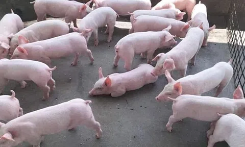 Giá heo hơi hôm nay 14/1/2026: Nhiều địa phương lên mức 76.000 đồng/kg