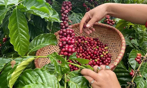Giá cà phê hôm nay 16/1/2026: Tây Nguyên tiệm cận 98.500 đồng/kg