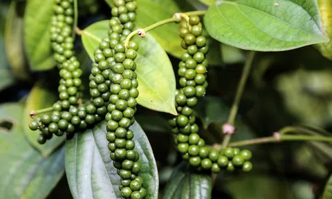 Giá tiêu hôm nay 17/1/2026: Hồ tiêu nội địa rơi mạnh, mất tới 2.500 đồng/kg