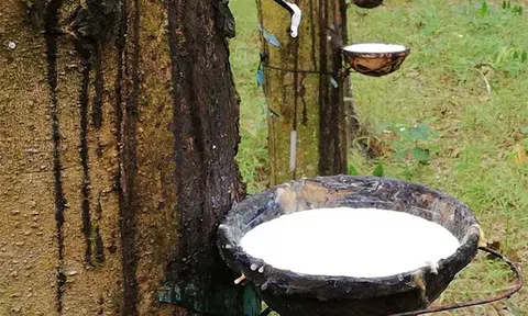 Giá cao su hôm nay 17/1/2026: Biến động trái chiều trên các sàn châu Á