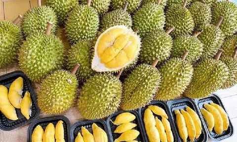 Giá sầu riêng hôm nay 20/1/2026: Thị trường cận Tết tăng cao