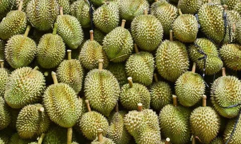 Giá sầu riêng hôm nay 22/1/2026: Thị trường biến động