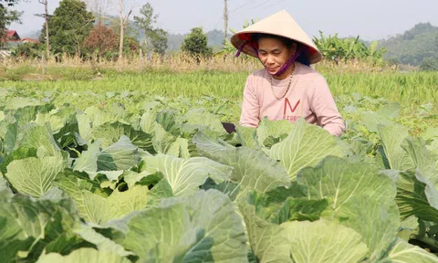 Vùng lũ Tuyên Quang từng bước phục hồi sản xuất theo hướng bền vững