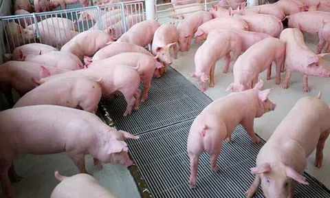 Giá heo hơi hôm nay 23/1/2026: Miền Bắc xuất hiện mức đỉnh mới