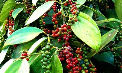 Giá tiêu hôm nay 23/1/2026: Bật tăng trở lại, dự báo tiếp tục leo cao